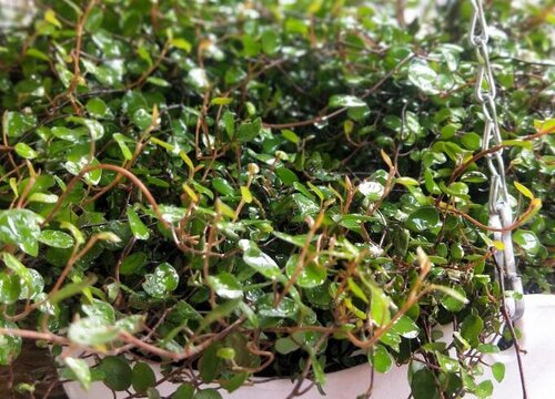 千叶吊兰如何扦插轻松繁殖几十盆