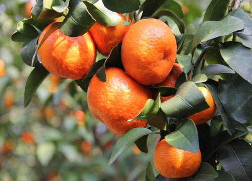 沙糖桔什么时候成熟