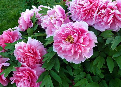 牡丹是春天开的花吗