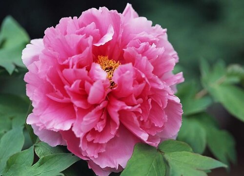 牡丹是春天开的花吗