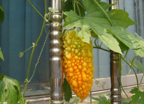 金铃子的生长周期是多长时间