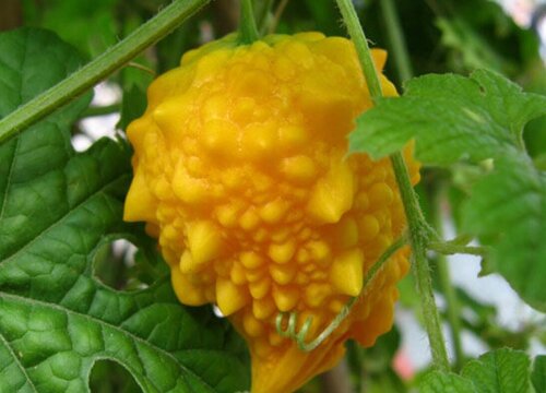 金铃子的生长周期是多长时间