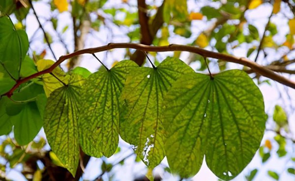 铁元素对植物的作用