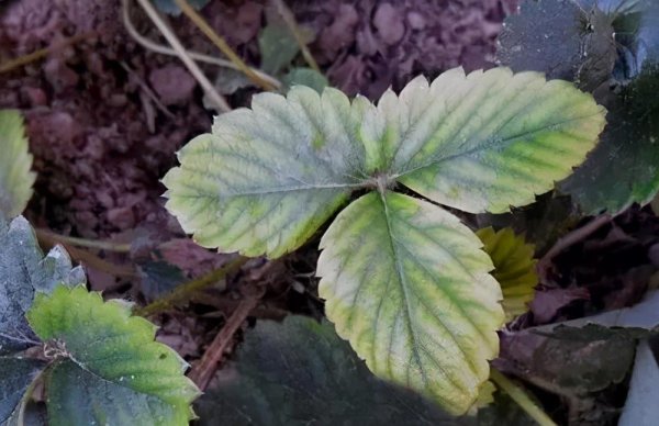 铁元素对植物的作用