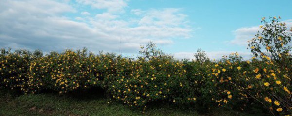 飘香藤适合种室内吗