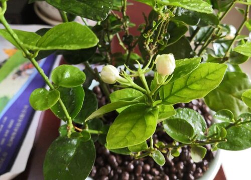 养殖茉莉花的注意事项