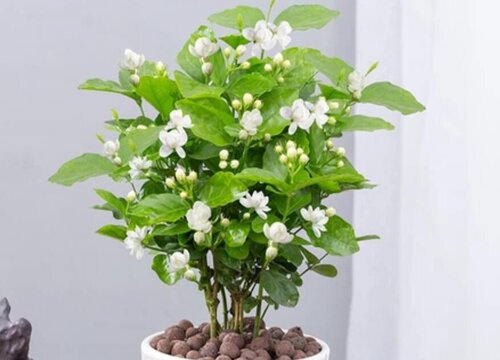 养殖茉莉花的注意事项