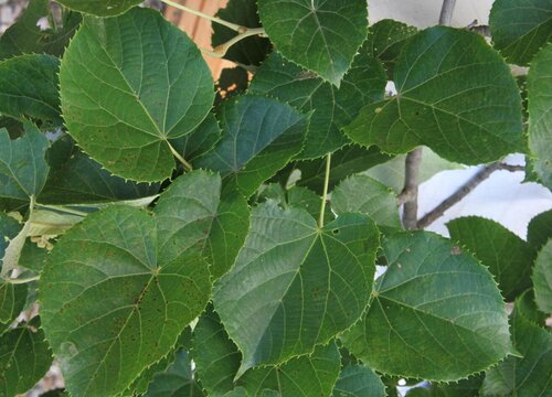 孝感的市树是什么树