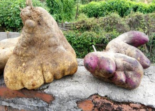 脚板薯种植时间和方法