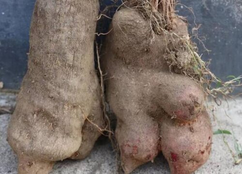 脚板薯种植时间和方法