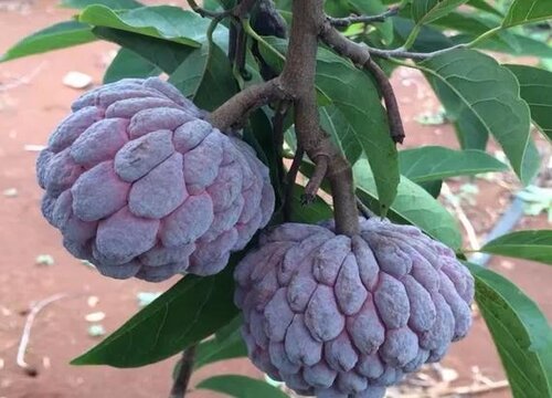 番荔枝什么时候成熟