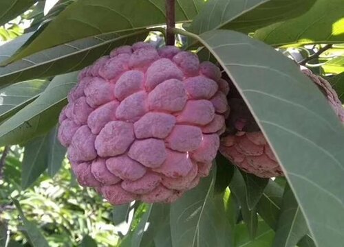 番荔枝什么时候成熟