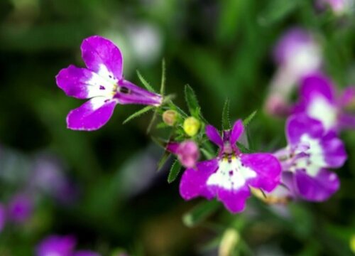 六倍利怎么度夏安全