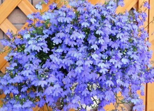 六倍利怎么度夏安全