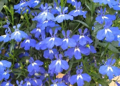 六倍利怎么度夏安全