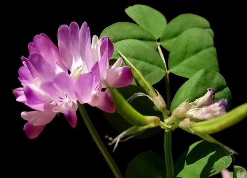 紫云英花期是什么时候