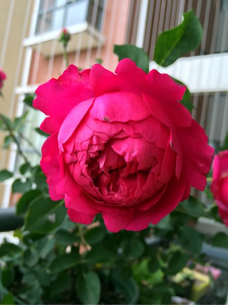 秋日胭脂月季优缺点