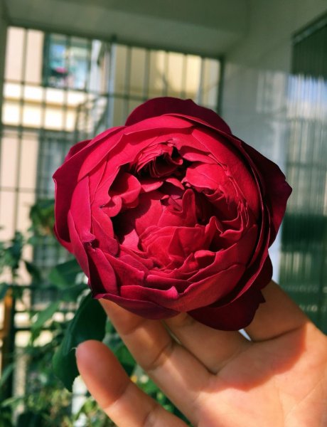 秋日胭脂月季优缺点