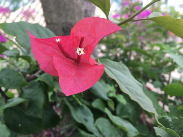 三角梅掉叶子什么原因