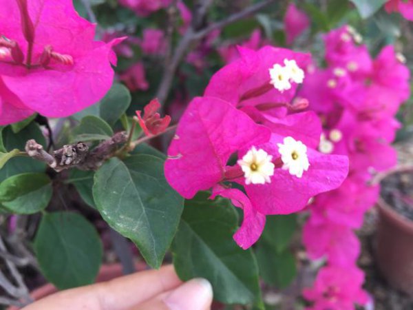 三角梅掉叶子什么原因