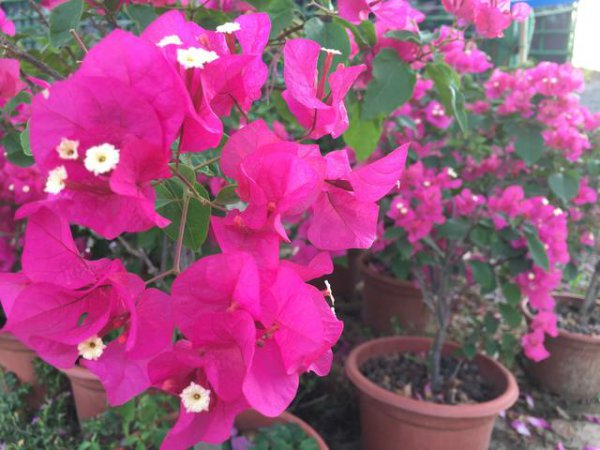 三角梅掉叶子什么原因