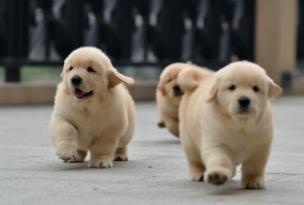 上班族养金毛攻略有哪些