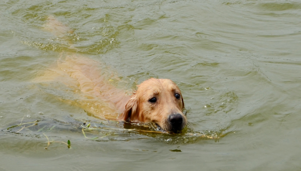 上班族养金毛攻略有哪些