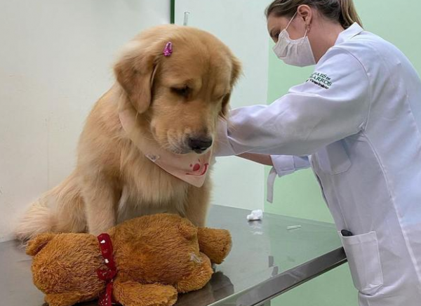 上班族养金毛攻略有哪些