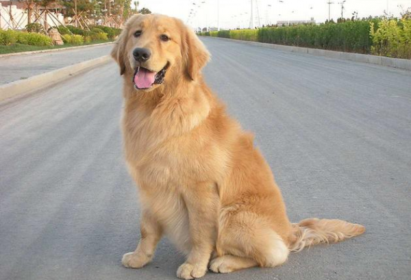 上班族养金毛攻略有哪些