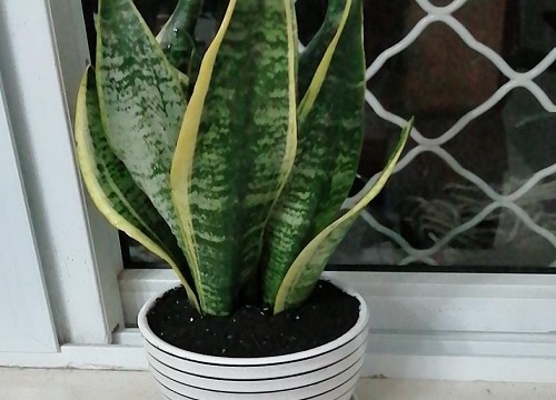 虎皮兰烂根后怎么补救