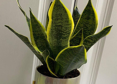 虎皮兰烂根后怎么补救