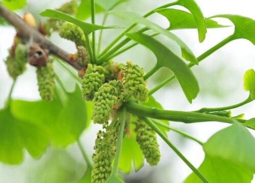 银杏树怎么过冬天