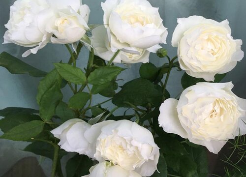 月季遭受红蜘蛛后如何进行养护