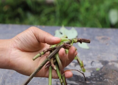 大丽花扦插多久生根