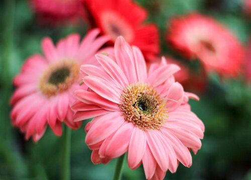 扶郎花的花语和寓意