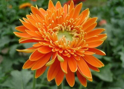 扶郎花的花语和寓意