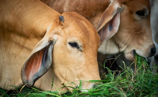 牛有几个胃分别是什么