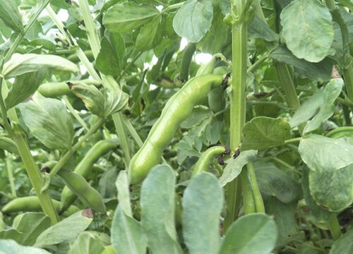 蚕豆什么时候成熟