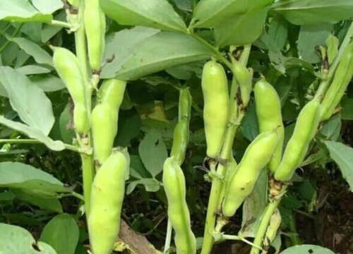 蚕豆什么时候成熟