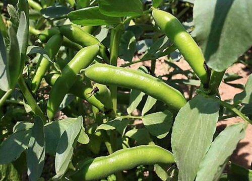 蚕豆什么时候成熟