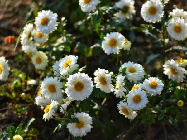 嘉兴旅游必去十大景点介绍