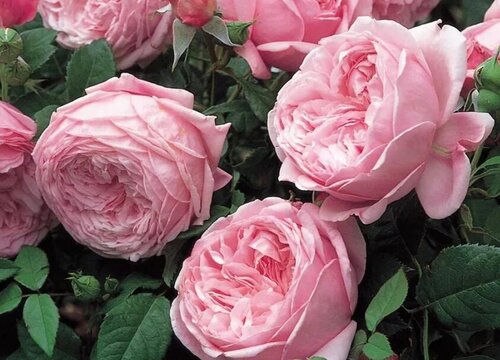 自由精神月季是藤本还是灌木