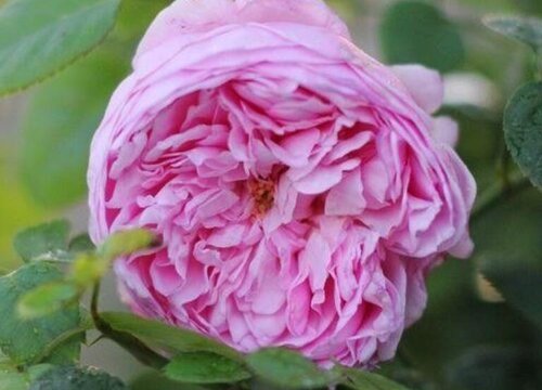 自由精神月季是藤本还是灌木