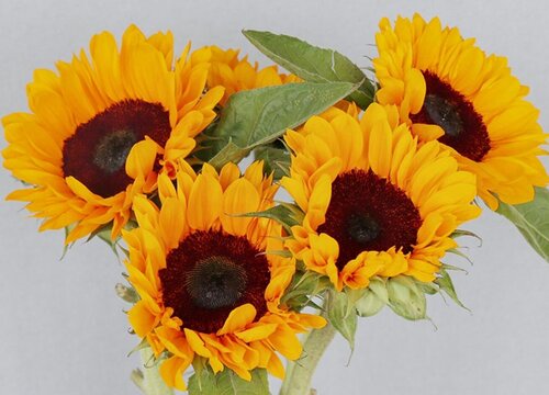 各种花的寓意及花语象征大全