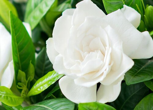 各种花的寓意及花语象征大全