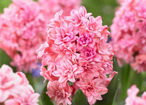 各种花的寓意及花语象征大全