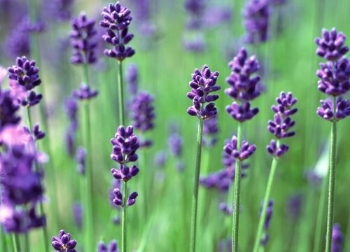 各种花的寓意及花语象征大全