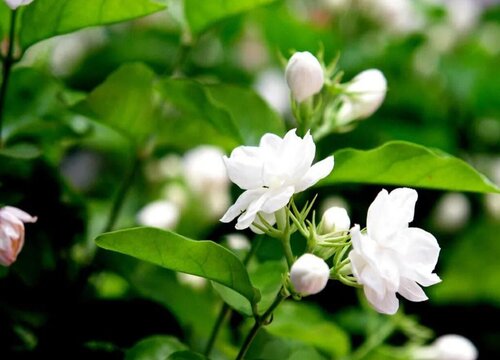 各种花的寓意及花语象征大全