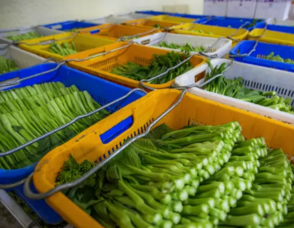 有机蔬菜和无机蔬菜的区别