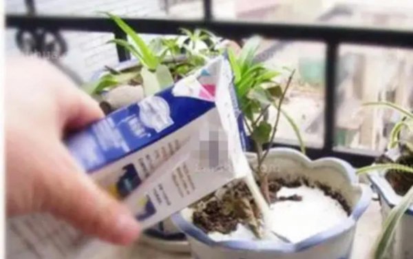 过期纯牛奶有什么用途